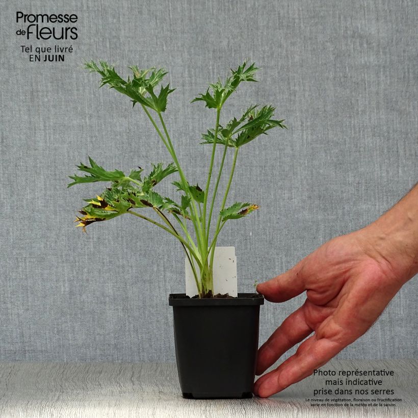 Spécimen de Eryngium zabelii Big Blue - Panicaut Godet de 8/9 cm tel que livré en été