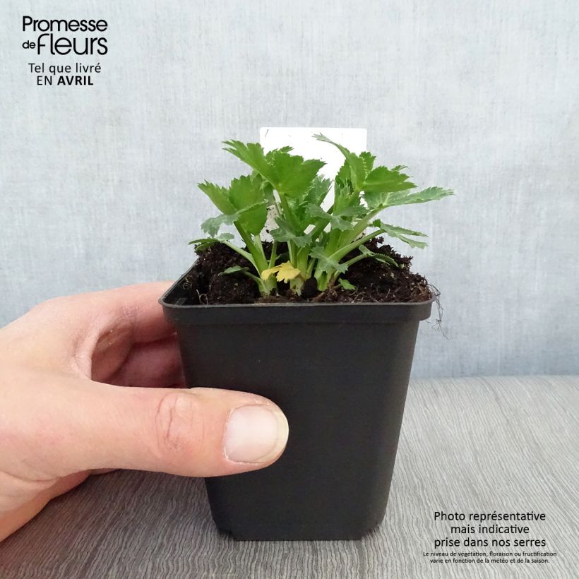 Spécimen de Eryngium zabelii Big Blue - Panicaut en godet de 8 cm tel que livré au printemps