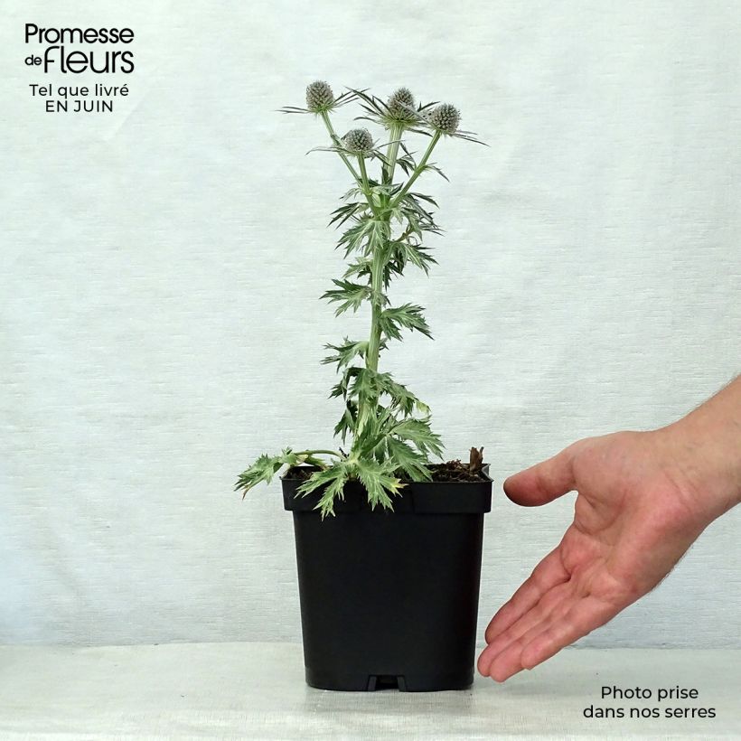 Spécimen de Eryngium zabelii Big Blue - Panicaut Pot de 2L/3L tel que livré en été