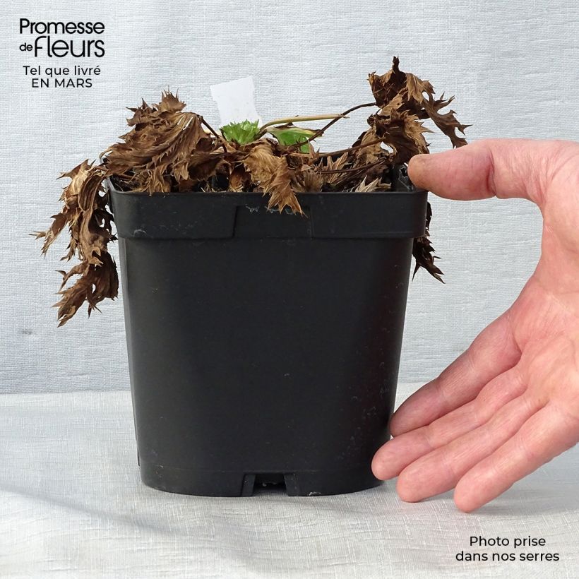 Spécimen de Eryngium zabelii Big Blue - Panicaut en pot de 2 litres tel que livré au printemps