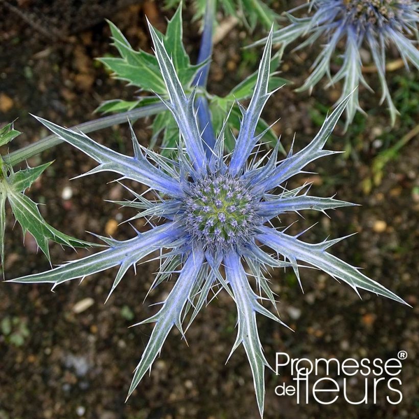 Eryngium x zabelii Violetta - Panicaut, Chardon Violetta (Floraison)