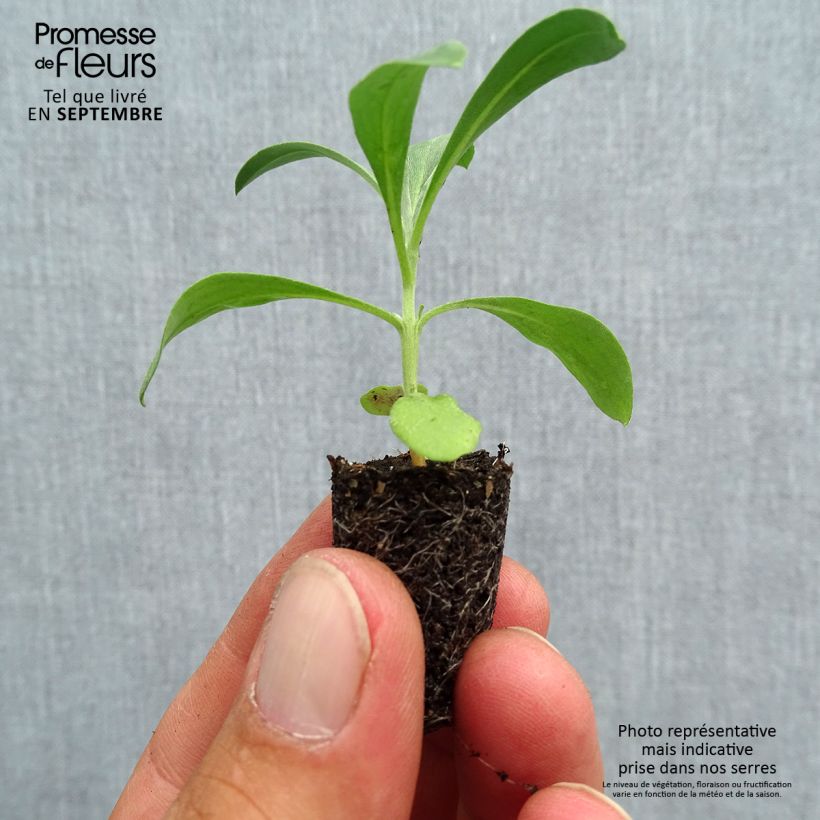 Spécimen de Erysimum Bedder Mélange Mini-motte - Cheiranthus cheiri Mini-motte 2,,3 cm tel que livré en automne