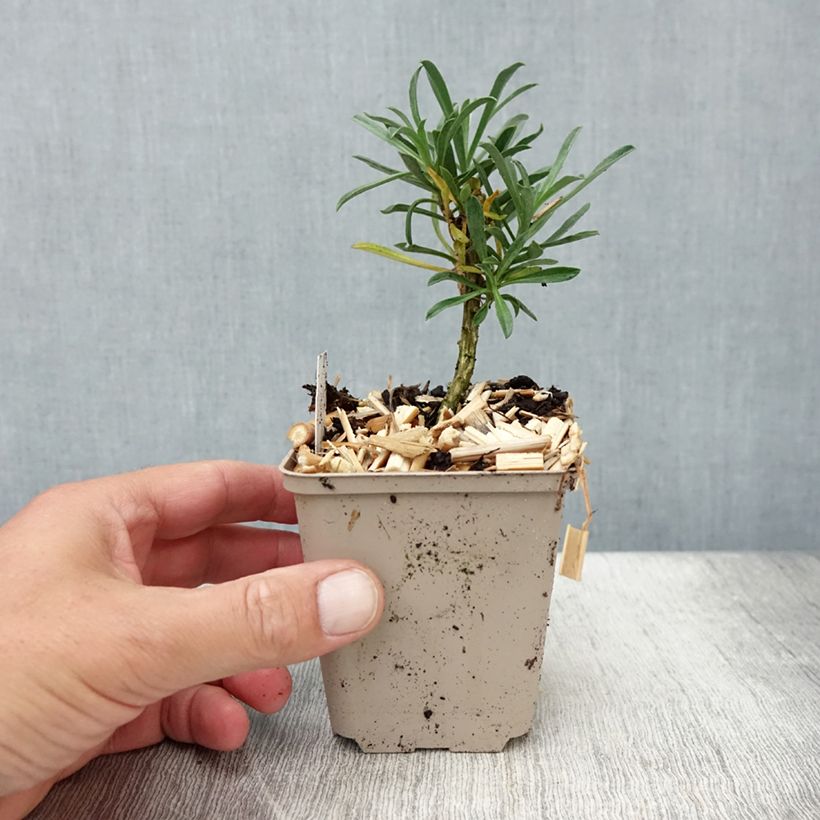 Spécimen de Giroflée arbustive - Erysimum Bowles Mauve Godet de 8/9 cm, PERSISTANT tel que livré en été