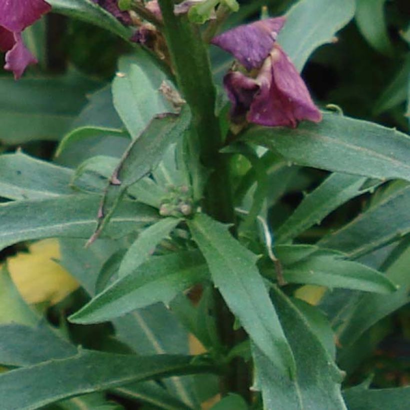 Giroflée - Erysimum Constant Cheer (Feuillage)