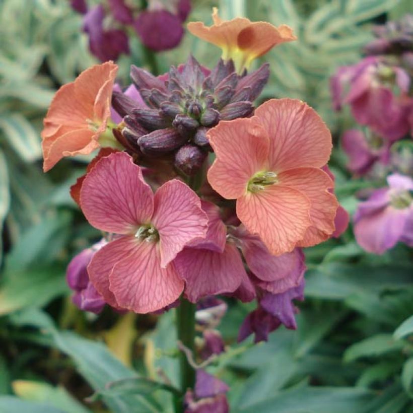 Giroflée - Erysimum Constant Cheer (Floraison)