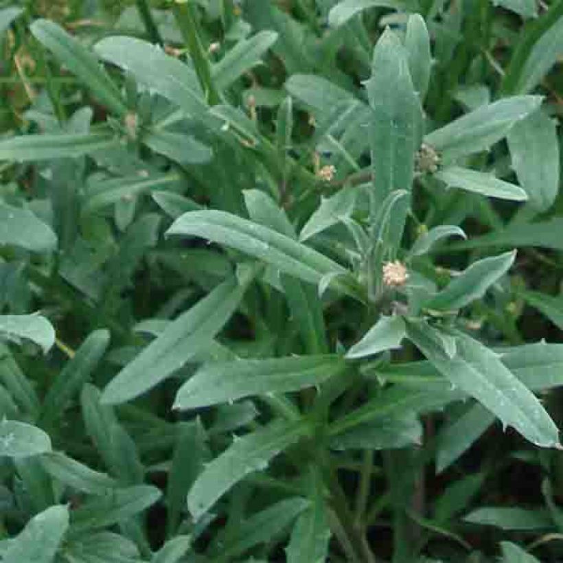 Erysimum Jubilee Gold - Fausse giroflée (Feuillage)