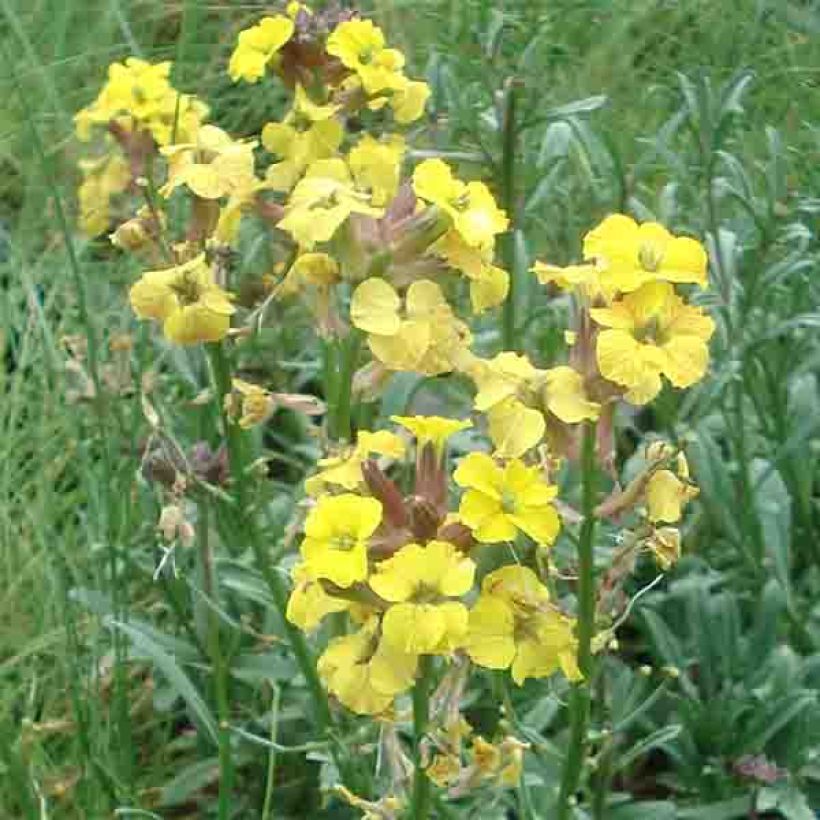 Erysimum Jubilee Gold - Fausse giroflée (Floraison)