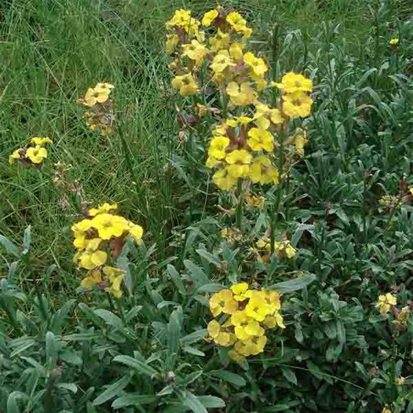 Erysimum Jubilee Gold - Fausse giroflée (Port)