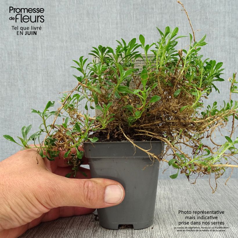 Spécimen de Erysimum Jubilee Gold - Fausse giroflée Godet de 8/9 cm tel que livré en été
