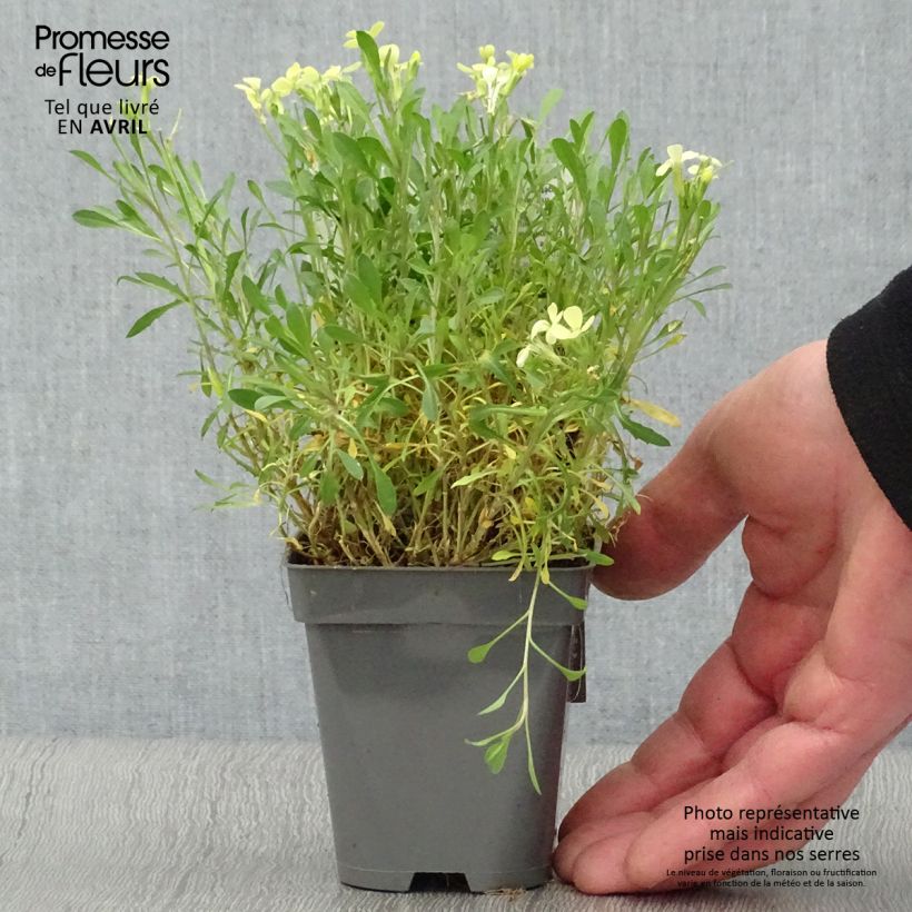 Spécimen de Erysimum Jubilee Gold - Fausse giroflée Godet de 9cm tel que livré au printemps