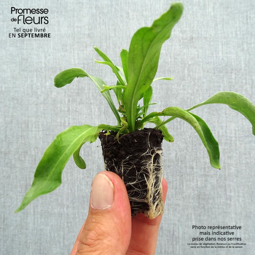 Spécimen de Erysimum Winter Spice - Fausse-giroflée Mini-motte 4 cm tel que livré en automne
