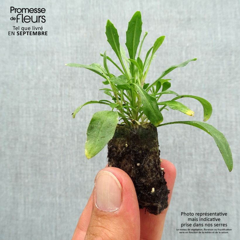 Spécimen de Erysimum Zwerg Mango - Fausse giroflée naine Mini-motte 3 cm tel que livré en automne