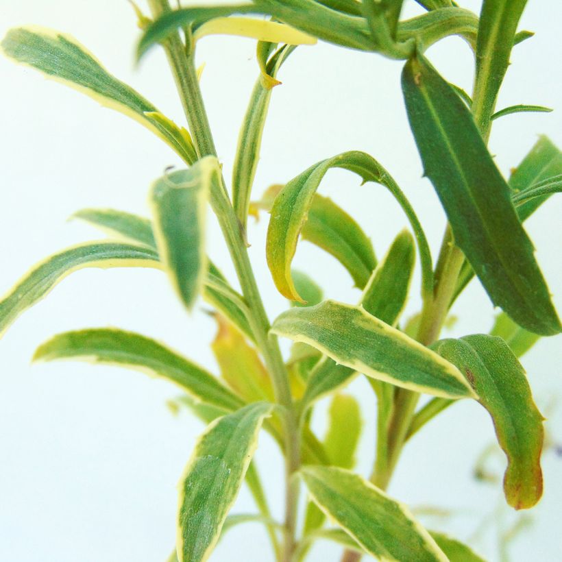 Erysimum linifolium Variegatum (Feuillage)