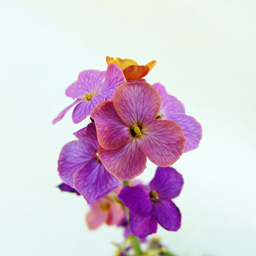 Erysimum linifolium Variegatum (Floraison)