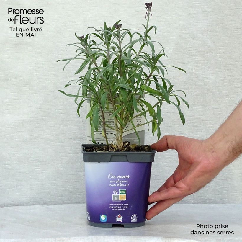 Spécimen de Erysimum linifolium Variegatum Godet de 8/9 cm tel que livré au printemps