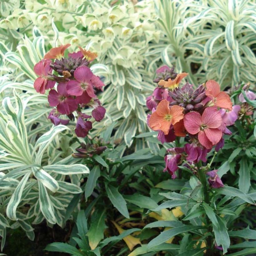 Giroflée - Erysimum Constant Cheer (Port)