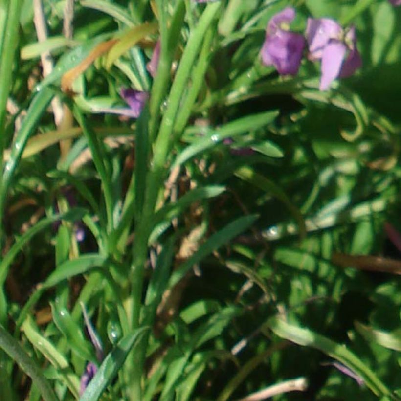 Giroflée arbustive - Erysimum Jenny Brook (Feuillage)