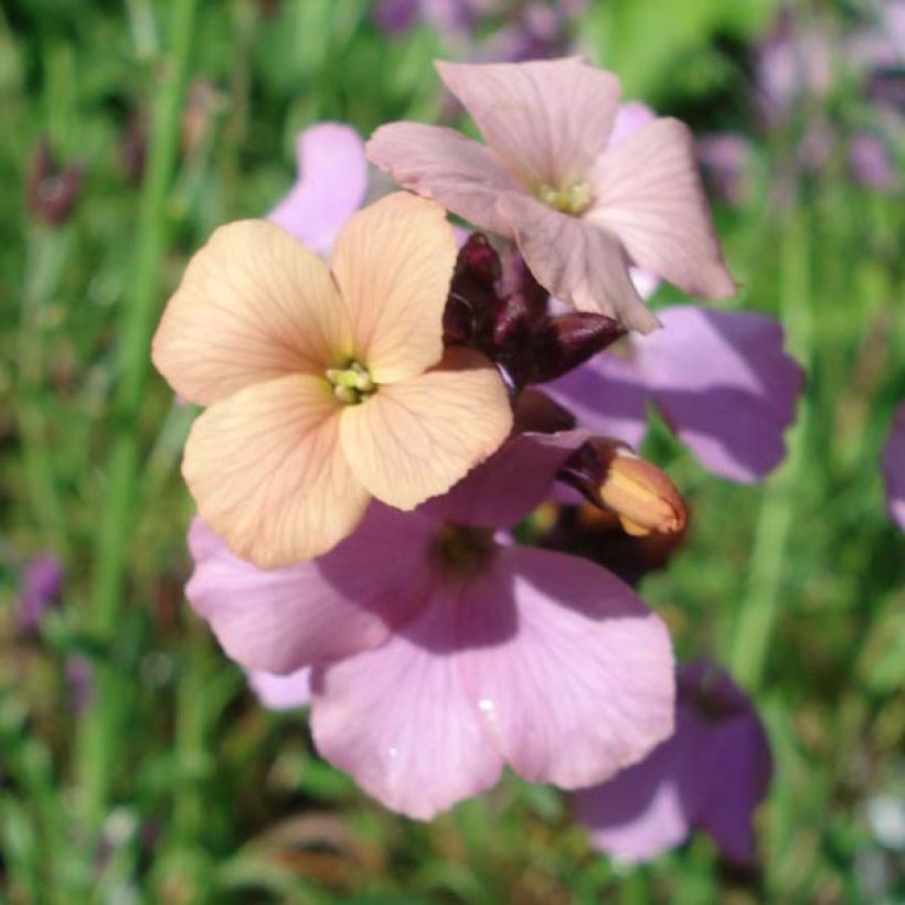 Giroflée arbustive - Erysimum Jenny Brook (Floraison)