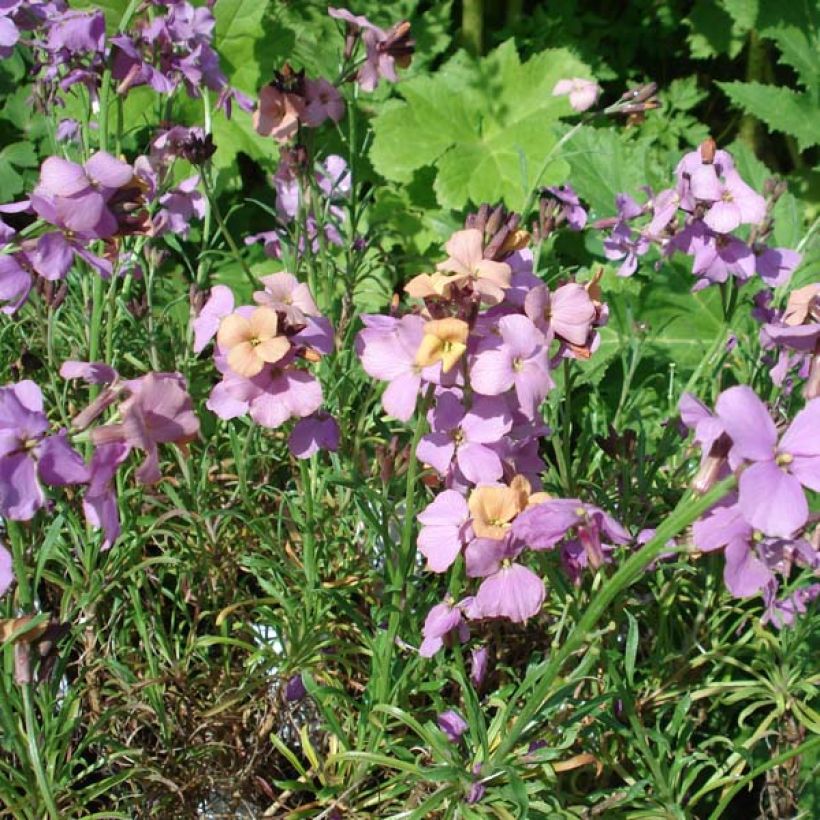 Giroflée arbustive - Erysimum Jenny Brook (Port)