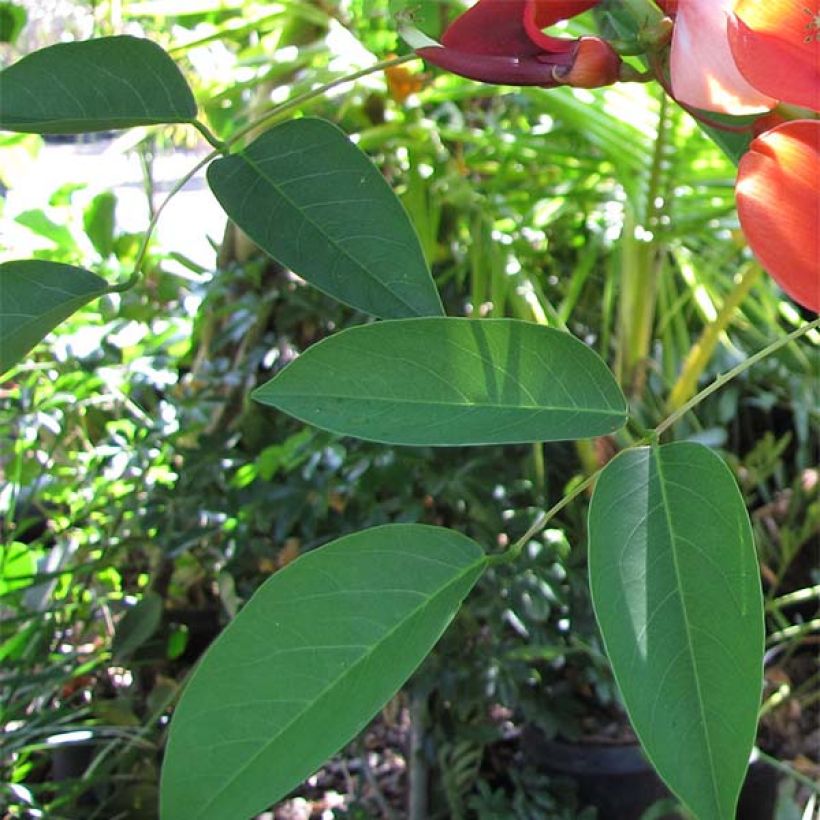 Erythrina crista-galli - Erythrine Crête-de-coq. (Feuillage)