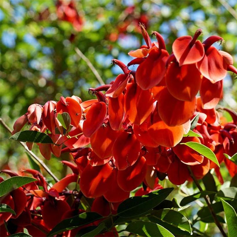 Erythrina crista-galli - Erythrine Crête-de-coq. (Floraison)