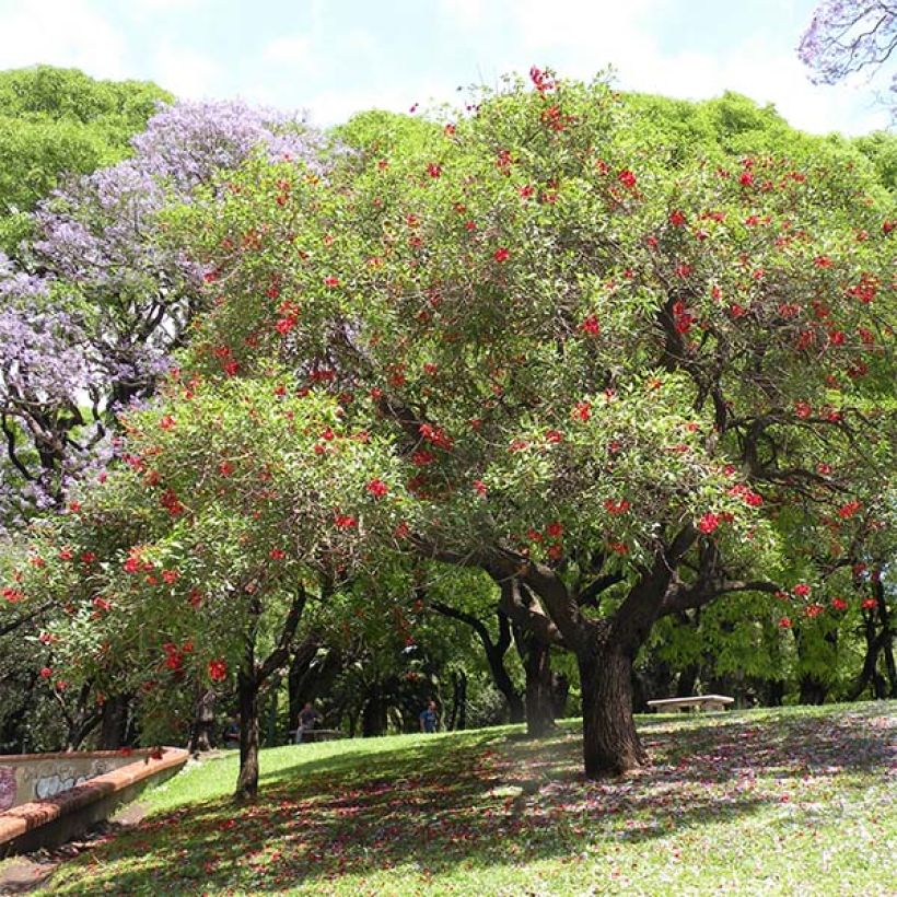 Erythrina crista-galli - Erythrine Crête-de-coq. (Port)