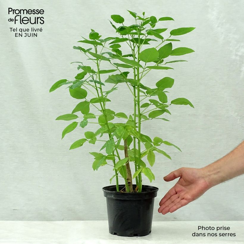 Spécimen de Erythrina crista-galli - Erythrine Crête-de-coq. Pot de 2L/3L tel que livré en été