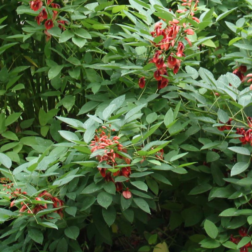 Erythrina crista-gallii Compacta - Erythrina crista-gallii Compacta (Feuillage)