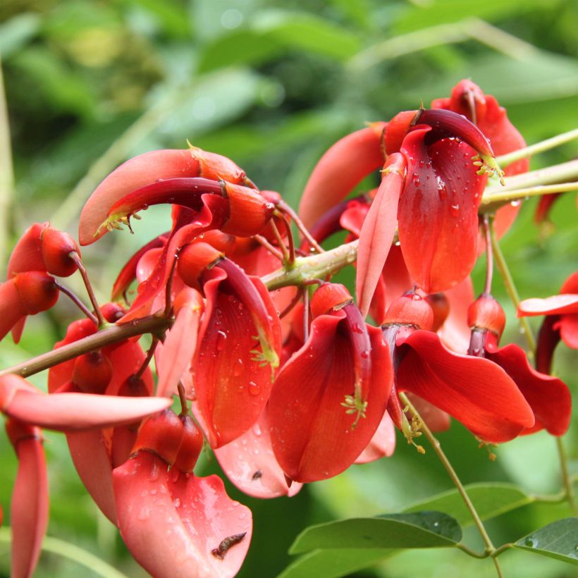 Erythrina crista-gallii Compacta - Erythrina crista-gallii Compacta (Floraison)