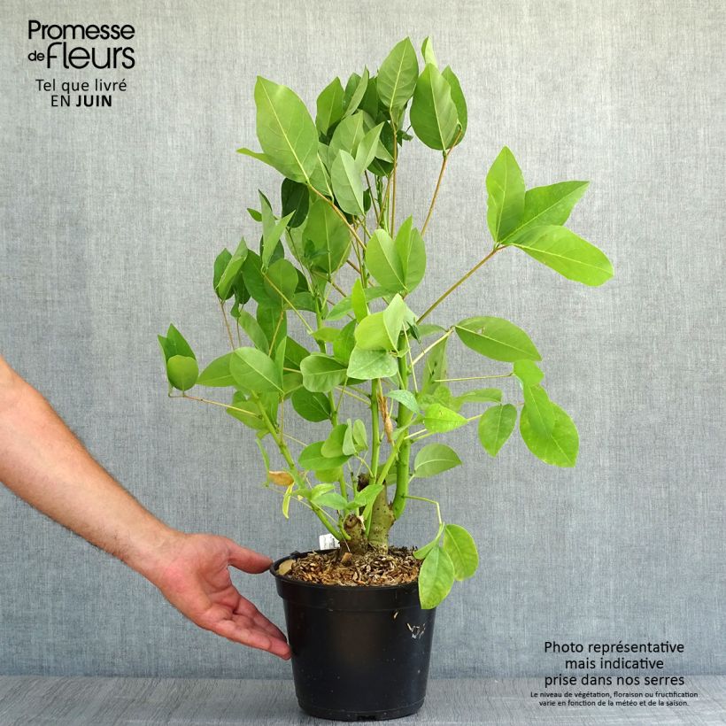Spécimen de Erythrina crista-gallii Compacta - Erythrina crista-gallii Compacta Pot de 2L/3L tel que livré en été