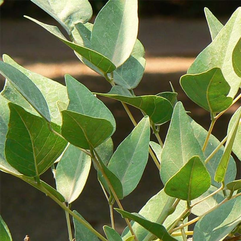 Erythrina x bidwillii - Arbre corail (Feuillage)