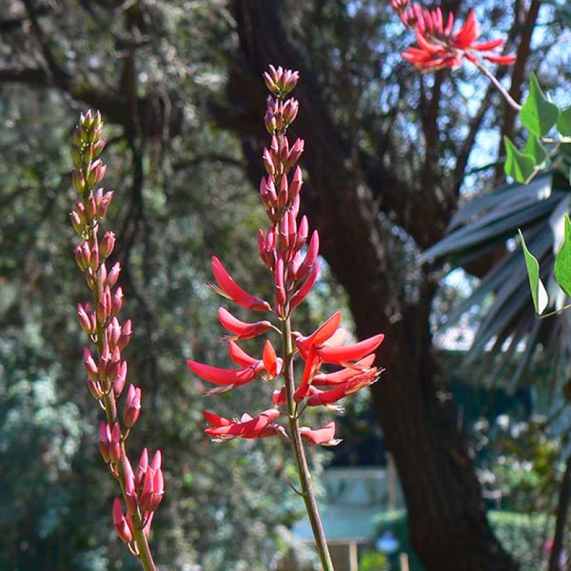 Erythrina x bidwillii - Arbre corail (Floraison)