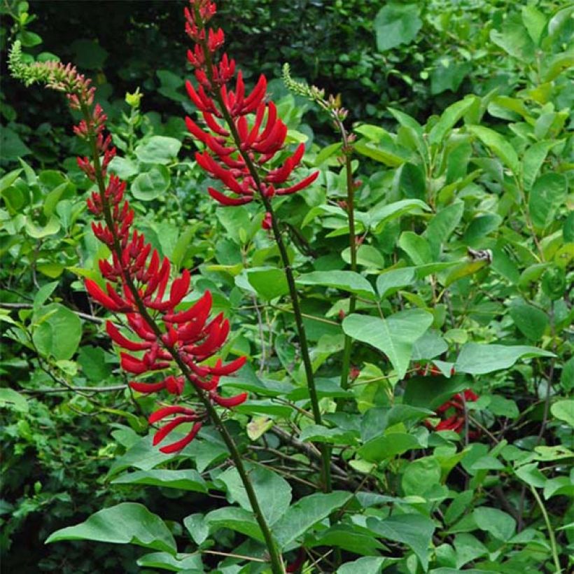 Erythrina x bidwillii - Arbre corail (Port)