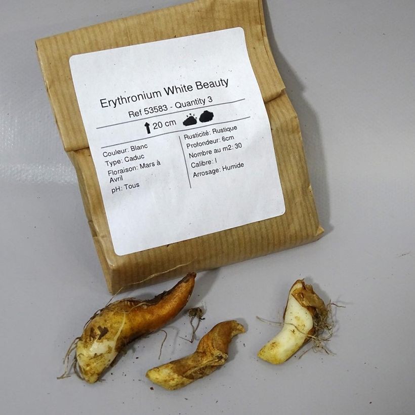 Exemple de spécimen de Erythronium White Beauty Bulbe tel que livré