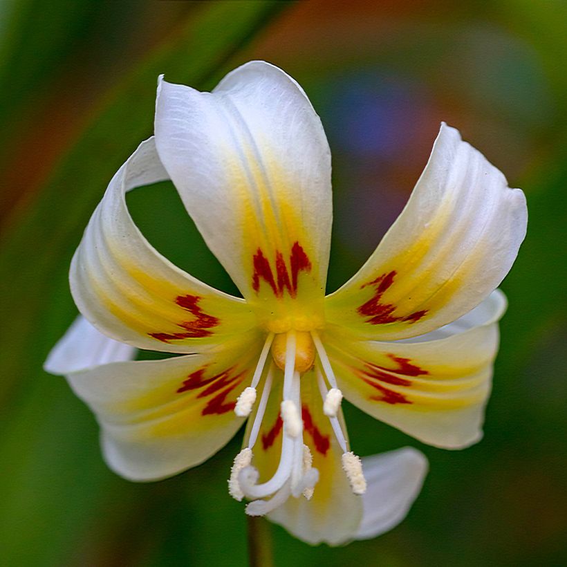 Erythronium White Beauty (Floraison)