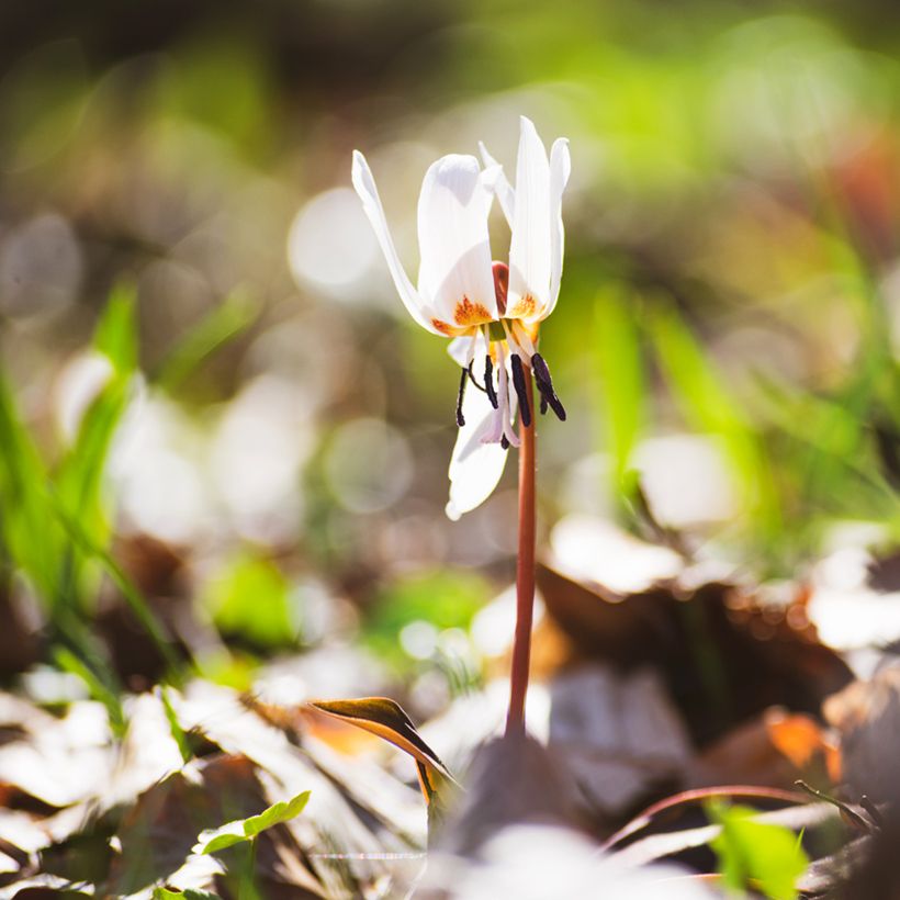 Erythronium White Beauty (Port)