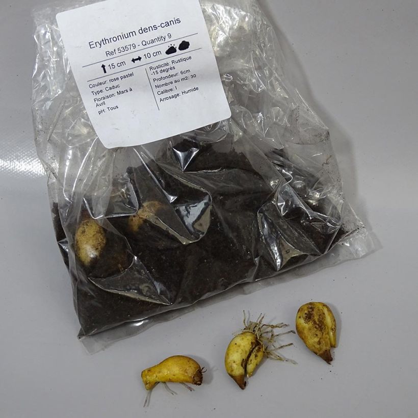 Exemple de spécimen de Erythronium dens-canis Bulbe tel que livré