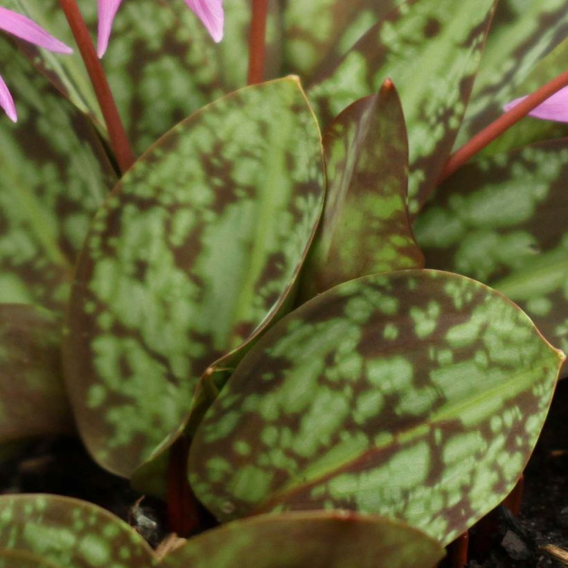 Erythronium dens canis Purple King (Feuillage)