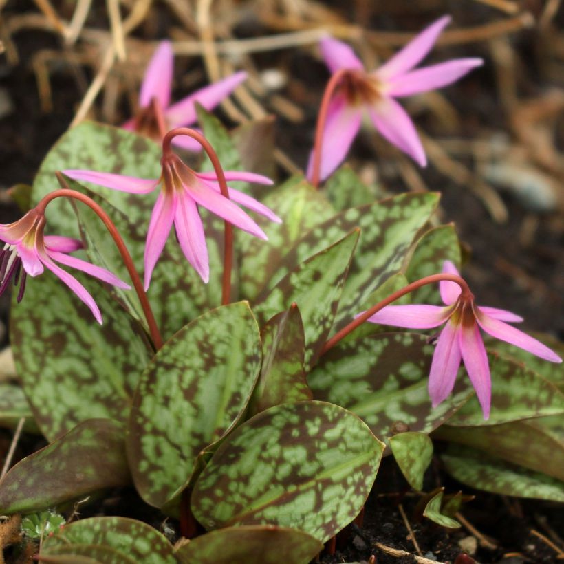 Erythronium dens canis Purple King (Port)