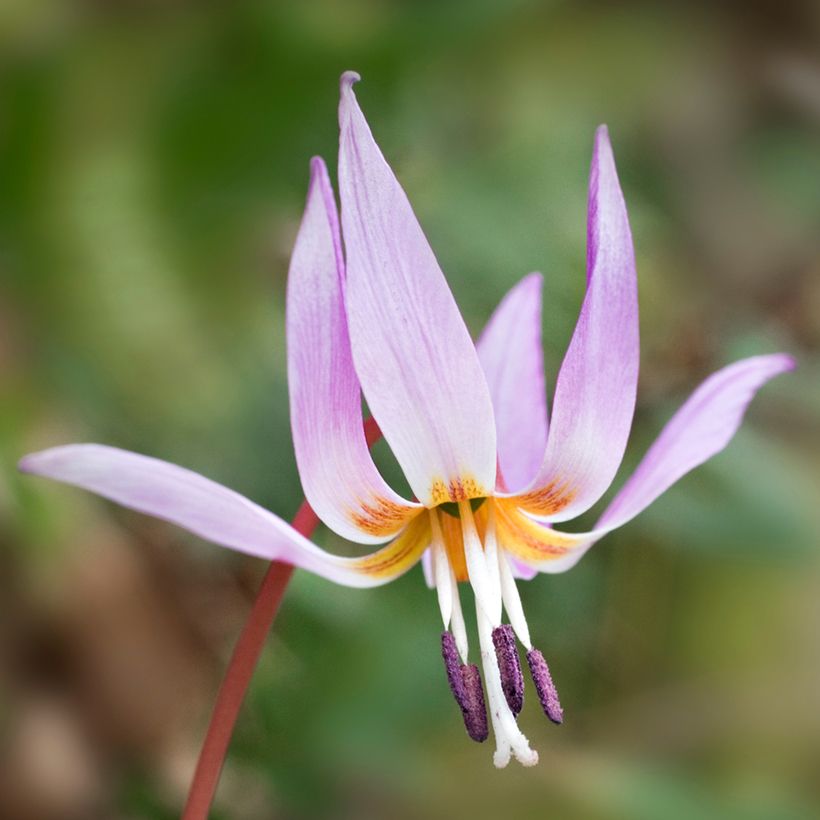 Erythronium dens-canis (Floraison)