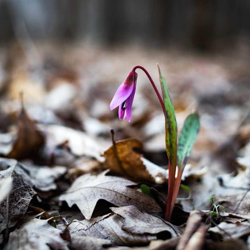 Erythronium dens-canis (Port)