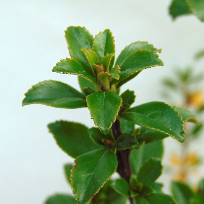 Escallonia Apple Blossom (Feuillage)