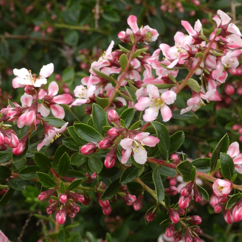 Escallonia Apple Blossom (Floraison)