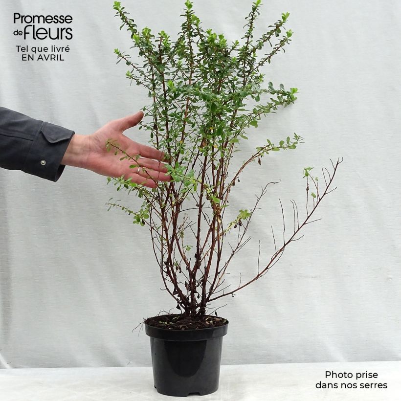 Spécimen de Escallonia Apple Blossom Pot de 2L/3L tel que livré au printemps