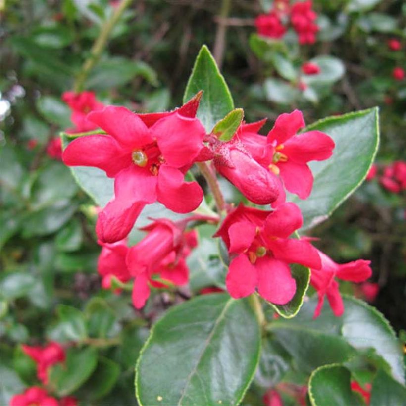 Escallonia C.F. Ball (Floraison)