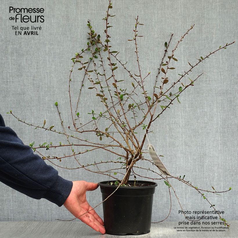 Spécimen de Escallonia C.F. Ball en pot de 2L/3L tel que livré au printemps