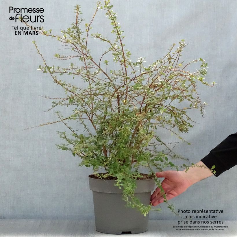 Spécimen de Escallonia C.F. Ball en pot de 7,5L/10L tel que livré au printemps