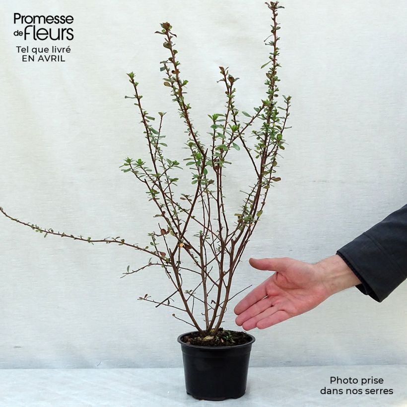 Spécimen de Escallonia Darts Rosy Red Pot de 2L/3L tel que livré au printemps