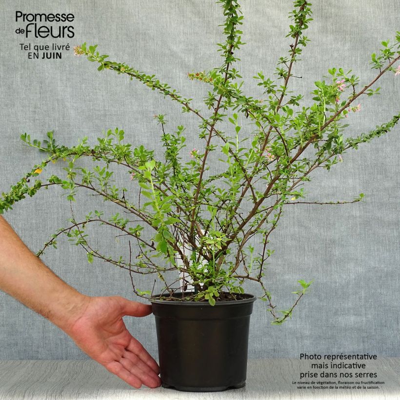Spécimen de Escallonia Darts Rosy Red Pot de 2L/3L tel que livré en été