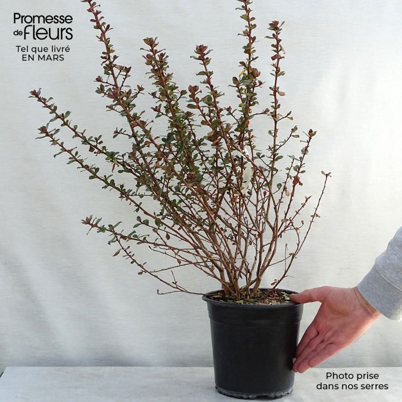 Spécimen de Escallonia Donard Radiance Pot de 3.5L tel que livré au printemps